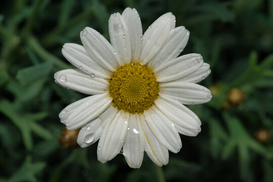 Margeritebl&uuml;te Nass