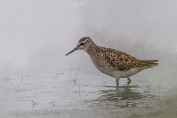 Speckled Bird Wading in Shallow Water with Misty Background