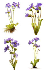 Butterwort Plant, Violet Flowers, White Background