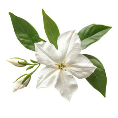 Cape Jasmine flower,isolated on a white background