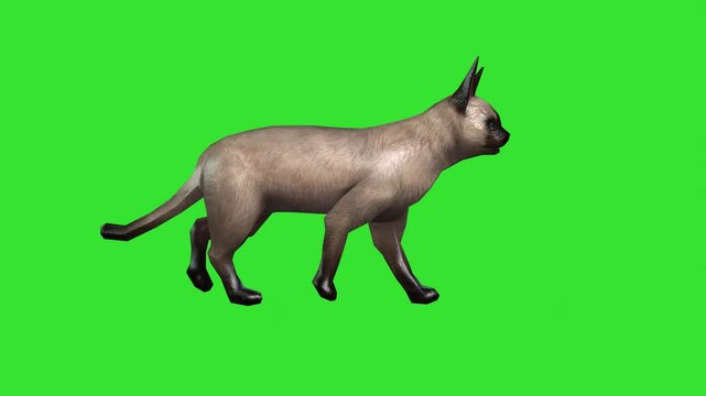 Walking cat  animal cartoon animation green screen or chroma key video clip motion background