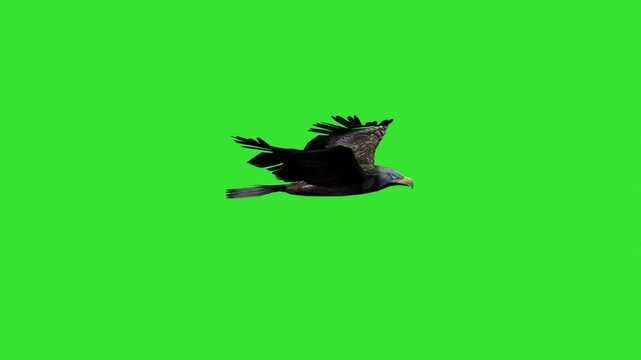 Left side flying of big eagle bird green screen or chroma key video clip motion