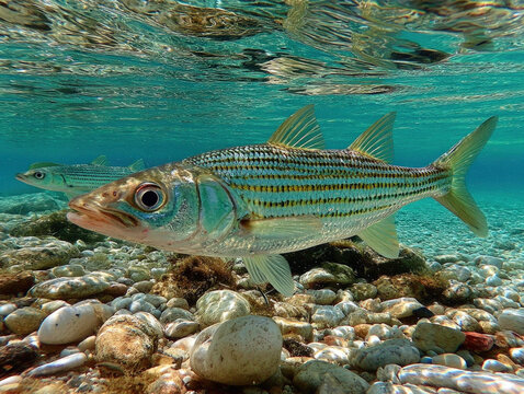 A detailed image of a bonefish swimming in clear waters