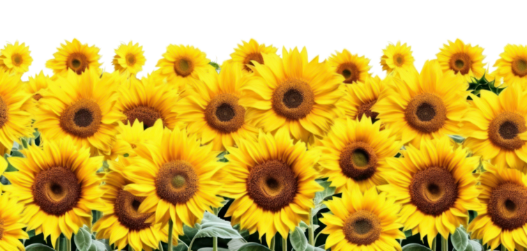 PNG Sunflower field landscape backgrounds outdoors plant
