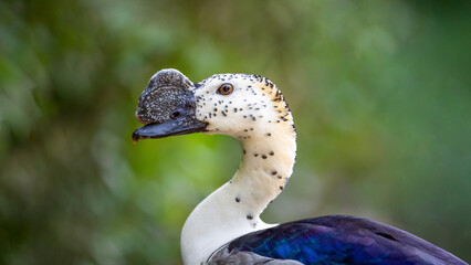 Portrait of a Comb Duck male. Sarkidiornis melanotos, Bioparc, Doué la Fontaine, Doué en Anjou,...