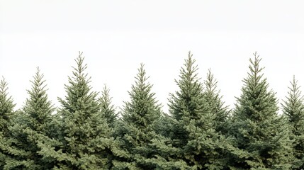 Majestic evergreen trees in a serene winter landscape white background fir pine calm woods plant