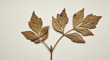 dried leaves