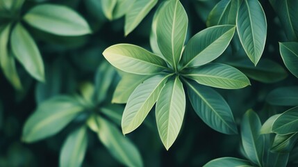 Obraz premium Lush green foliage close-up