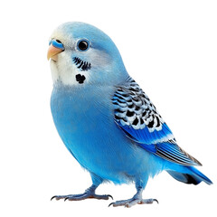 blue jay isolated on white background png isolated transparent background