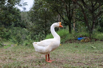Goose stand alone in the field
