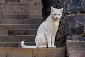 White sad adult cat resting on a stairs in Madeira