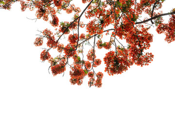 Orange flowers blooming with Branches and leaves isolated on against transparent background. Autumn...