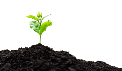 Seedling with green leaves on growing soil pile isolated on against transparent background. Environmental conservation concept..