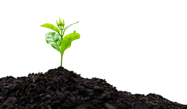 Seedling with green leaves on growing soil pile isolated on against transparent background. Environmental conservation concept..