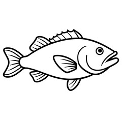 fish on a white background