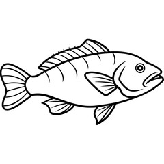 fish on a white background
