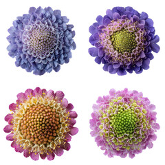Scabiosa Disk, White Background