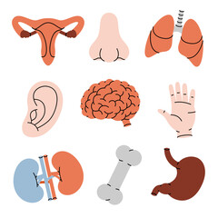 Human organs set. Kidneys, brain, lungs, stomach, reproductive system, nose, bone, ear, bladder. Vector illustration.
