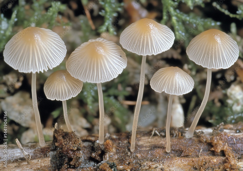 Poster close-up of seven small, light brown mushrooms growing on a log in a forest.