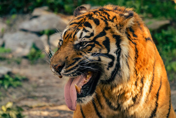 Roar of the tiger, mouth open.