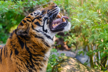 Roar of the tiger, mouth open.