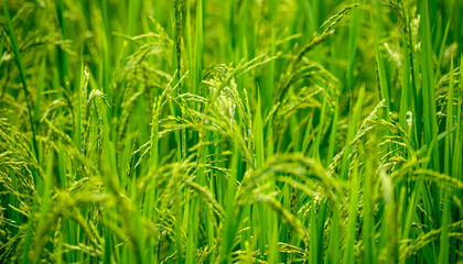 Green rice plants in a fertile agricultural field under bright summer sunlight. Sustainable farming practices and energy of nature's food production cycle. Organic agriculture, eco-friendly harvest.