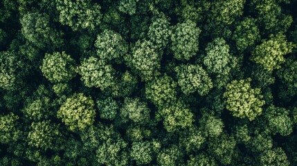 Aerial view of lush green forest canopy texture background top down dark trees drone image dense