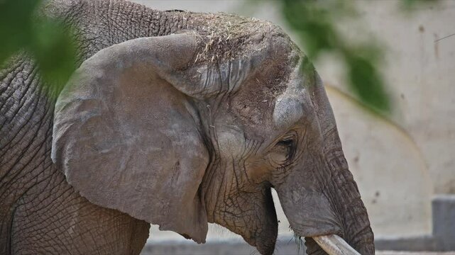 Large african elephant chewing grass in zoo enclosure