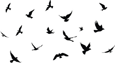 Fototapeta premium vector illustration. silhouettes of different birds in flight