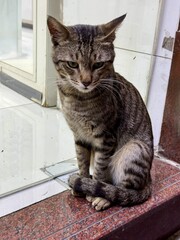 Front-facing view of a calm tabby cat sitting on a marble doorstep with its tail curled around its...