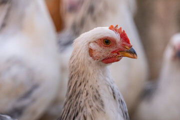 laying hen pen, Campos, Mallorca, Balearic Islands, Spain