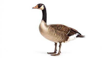 Fototapeta premium A goose standing confidently, against a white background