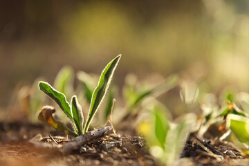 Fresh green sprout growing in the meadow at springtime