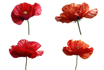 Fototapeta premium Poppy, Red, Isolated, White Background