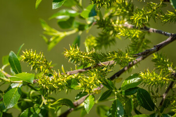 colorful landscape with details of nature at a local recreation area at the lake Constance