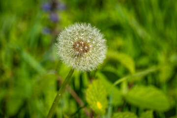 colorful landscape with dandelion at the Schweinebucht and Wocherhafen and a local recreation area at the lake Constance