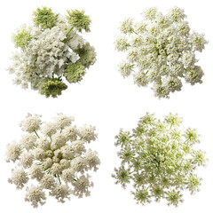 Queen Anne's Lace, White, Top View