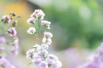 Obraz premium Closeup and crop a beautiful white blooming Margaret flowers in the garden with sun and lens flare on natural blurred background.