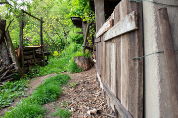 An old wooden shed partially overgrown by greenery in a forest path. This rustic structure blends into its surroundings, suggesting abandonment and rural tranquility.