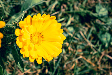 Beautiful calendula officinalis flower close up in a garden on a green background