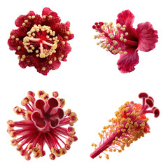 Hibiscus Stamen, Red, Top View