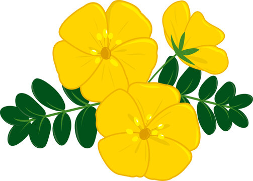 Yellow Tribulus Omanense flower. National flower of United Arab Emirates. Pretty yellow bloom, Dubai Gokhru desert flower in branch with leaves. Vector illustration