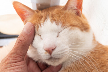 かわいい飼い猫を撫でる飼い主　茶トラ白	