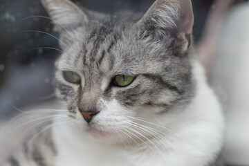 見つめる猫　サバトラ猫