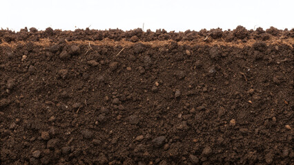 Small moss growing from soil