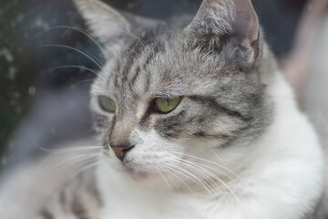 見つめる猫　サバトラ猫