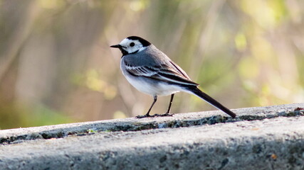 great tit parus major