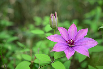 新緑の季節の花　カザグルマの薄紫色の花
