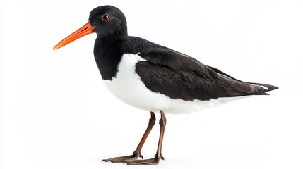 A black and white oystercatcher bird standing, isolated on white