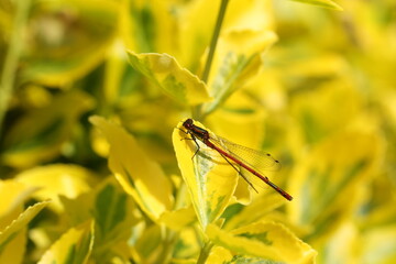 Frühe Adonisjungfer (Pyrrhosoma nymphula)